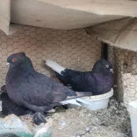 کفتر زاغ دم سفید