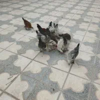 جوجه محلی اصل