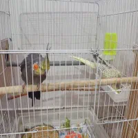 سلام یک جفت عروس هلندی با جوجه