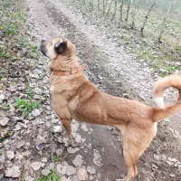 واگذاری توله سرابی اصیل|سگ|رشت, حومه رشت|دیوار