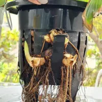 ویزیت درمان نگهداری گل گیاه. تعویض خاک