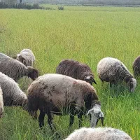 گوسفند داشتی|حیوانات مزرعه|قائم‌شهر, |دیوار