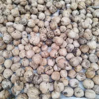 فروش گردوی خشک درجه یک مغز سفید