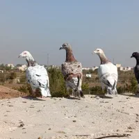 هفرنگ خطی نر عتیقه|پرنده|اقبالیه, |دیوار