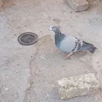 سبز|پرنده|تربت‌حیدریه, جانبازان|دیوار