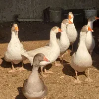 غاز بالغ و جوان و چاق|حیوانات مزرعه|پیشوا, |دیوار