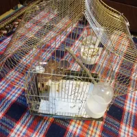 قفس همه نوع پرنده، ..