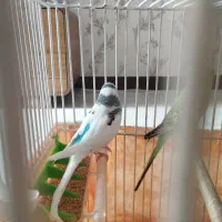 یک جفت مرغ عشق نر و ماده