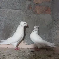 چند جفت کبوتر