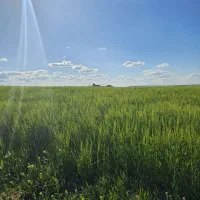 زمین کشاورزی دیم