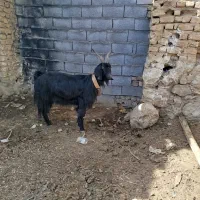 بزکهر دار مال داشت جوان