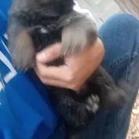 توله ژرمن شولاین بلک فیس وارداتی