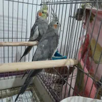 عروس هلندی|پرنده|اردبیل, |دیوار