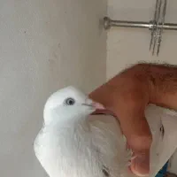 کبوتر گم کردم|پرنده|قرق, |دیوار