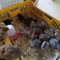 جوجه محلی یک ماهه