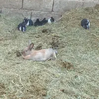 خر گوش ریشی نر وماده|موش و خرگوش|نرماشیر, |دیوار