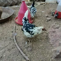مرغ وخروس