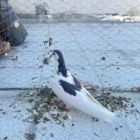 کبوتر افغانی دمسفید ذات عالی و کبوتر پرشی گرفتنی|پرنده|سبزوار, ابوریحان|دیوار