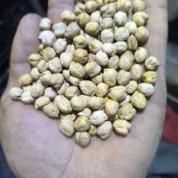 فروش نخود درجه یک بذری