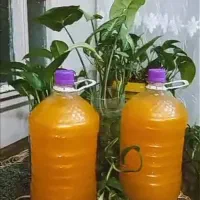 شامپولباس