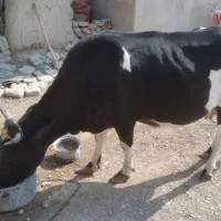 گاو فروشی|حیوانات مزرعه|کرباسک, |دیوار