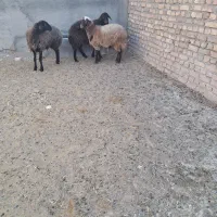 بره چاق