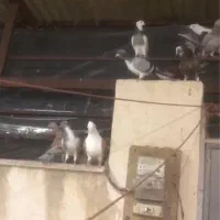 فروش15 کبوتر|پرنده|قزوین, |دیوار