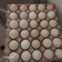 تخم مرغ محـلی