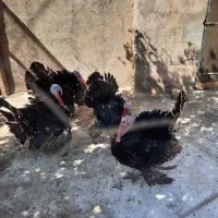 ۴عدد بوقلمون