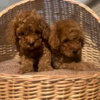 دارک رد حرفه ای