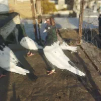 دو جف سینه سیا اصیل