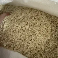 برنج محلی طارم دمسیاه