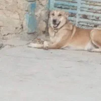 سگ  نگهبانی|سگ|مسجد سلیمان, |دیوار