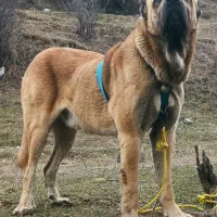 سگ سرابی ۳سال نیم چهارستون بدن سالم