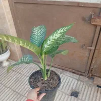 دیفن|گل و گیاه طبیعی|سبزوار, شرق کال شمالی|دیوار