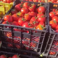 گوجه|خوردنی و آشامیدنی|تبریز, |دیوار