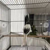 قناری ابلغ سفید سیاه نر فری رسمی سوپری بلند