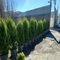 نهال اراک نهالستان