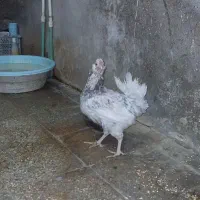 مرغ خروس گلین چهلتاج فول ریش طوسی سیاه