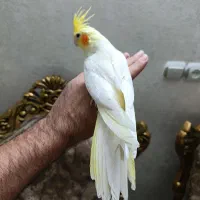 عروس هلندی از نسل سخنگو