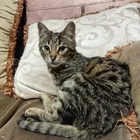 گوربه واگوزاری رایگان