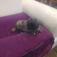 شیتسو|سگ|تبریز, |دیوار