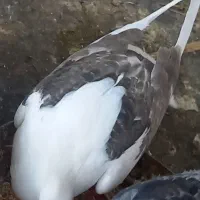 چند کبوتر|پرنده|جم, |دیوار