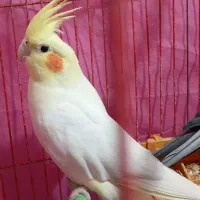 جفت 2500