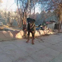 سگ نگهبان|سگ|شهریار, دهشاد پائین|دیوار