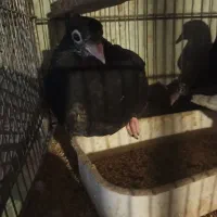 کبوتر رایگان|حیوانات|ارومیه, |دیوار