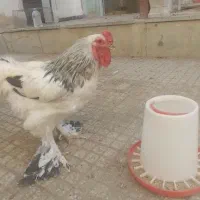 خروس برهما|حیوانات مزرعه|اصفهان, شفق|دیوار