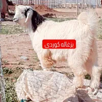 بز کوه (زیر نظردامپزشکی کرمانشاه) گوسفند