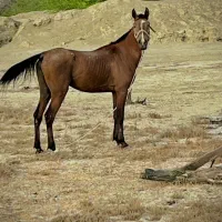 فروش اسب