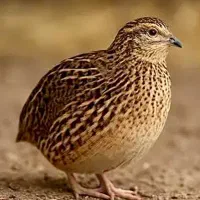 بلدرچین تخم گذار